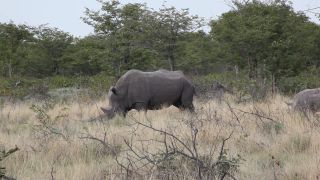 Link to Video | Namibia, Diceros bicornis bicornis, Fressen, Africa, Full High Definition, Big five game, 2009, color, rhinoceros, Savanna, Diceros bicornis