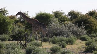 Link zum Video | Namibia, Baum, Giraffa giraffa angolensis, Afrika, Full High Definition, 2009, Farbe, Savanne, Tier, Natur, Giraffen, Wildnis