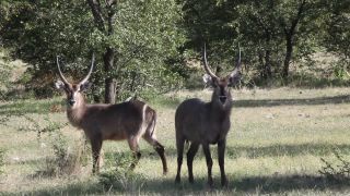 Link zum Video | Namibia, Wasserbock, Full High Definition, 2009, Defassa-Wasserbock, Farbe, Antilope, Tier, Natur, Wildnis