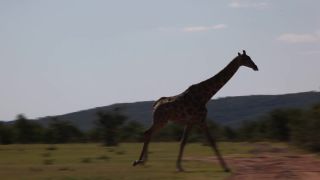 Link to Video | Namibia, tree, Angolan giraffe, Africa, Full High Definition, 2009, color, Savanna, animal, nature, Giraffa, wilderness