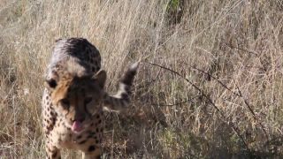 Link to Video | Namibia, Africa, Full High Definition, nature reserve, 2008, color, Pantherinae, cheetah, wildlife, Felidae, Carnivora, predator, Savanna, habitat, big cat, safari