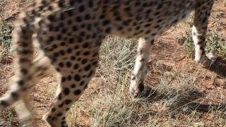 Link to Video | Namibia, Africa, Full High Definition, nature reserve, 2008, color, Pantherinae, cheetah, wildlife, Felidae, Carnivora, predator, Savanna, habitat, big cat, safari