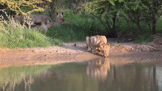 Link zum Video | Namibia, Löwe, Afrika, Full High Definition, Naturschutzgebiet, Big Five, 2009, Farbe, undomestizierte Lebewesen, Prädator, Habitat, Raubkatze, Tier, Natur, Wildnis