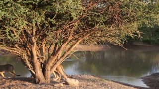 Link to Video | Namibia, lion, Africa, Full High Definition, nature reserve, Big five game, 2009, color, wildlife, predator, habitat, big cat, animal, nature, wilderness