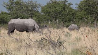 Link to Video | Namibia, Diceros bicornis bicornis, Fressen, Africa, Full High Definition, Big five game, 2009, color, rhinoceros, Savanna, Diceros bicornis