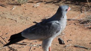 Link to Video | Namibia, Africa, Full High Definition, 2008, color, bird of prey, animal, Vogel, Dark Chanting Goshawk, hawk