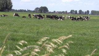 Link to Video | windmill, Netherlands