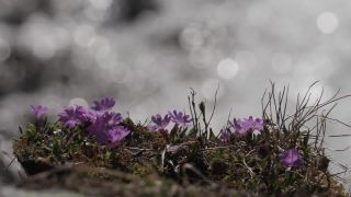 Link to Video | Rohfilm