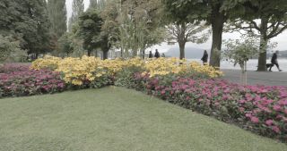 Link to Video | Bäume, August, lawn, urban park, lake, Switzerland, Lucerne, meadow, Blumen