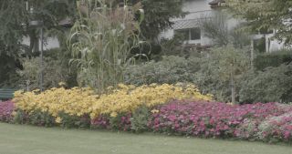 Link to Video | Bäume, August, lawn, urban park, lake, Switzerland, Lucerne, meadow, Blumen