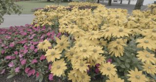 Link to Video | Bäume, August, lawn, urban park, lake, Switzerland, Lucerne, meadow, Blumen