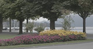Link to Video | Bäume, August, lawn, urban park, lake, Switzerland, Lucerne, meadow, Blumen