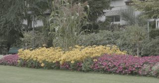 Link to Video | Bäume, August, lawn, urban park, lake, Switzerland, Lucerne, meadow, Blumen