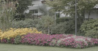 Link to Video | Bäume, August, lawn, urban park, lake, Switzerland, Lucerne, meadow, Blumen