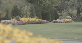 Link to Video | Bäume, August, lawn, urban park, lake, Switzerland, Lucerne, meadow, Blumen
