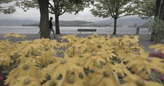 Link to Video | Bäume, August, lawn, urban park, lake, Switzerland, Lucerne, meadow, Blumen
