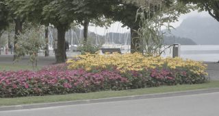 Link to Video | Bäume, August, lawn, urban park, lake, Switzerland, Lucerne, meadow, Blumen