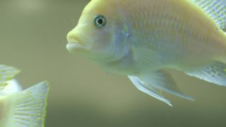 Link to Video | fish, Full High Definition, 2014, bank, meeting, conference room, aquarium, business, convention, ornamental fish, meeting
