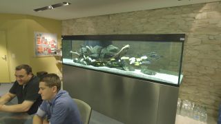 Link to Video | fish, Full High Definition, 2014, bank, meeting, conference room, aquarium, business, convention, ornamental fish, meeting