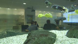 Link to Video | fish, Full High Definition, 2014, bank, meeting, conference room, aquarium, business, convention, ornamental fish, meeting