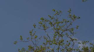 Link to Video | metropolis, RED digital pictures, United States of America, New York City, raw image format