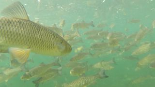 Link to Video | tourist destination, Nature in art, Rhine Falls, color, 4K resolution, waterfall, Switzerland, 2021, daytime, tourist attraction, day, Schaffhausen District