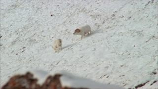 Link to Video | climate change, natural phenomenon, danger, Full High Definition, color, 35 mm film, United States of America, mountain range, snow, avalanche