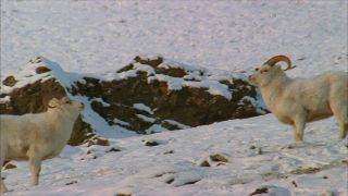 Link to Video | climate change, natural phenomenon, danger, Full High Definition, color, 35 mm film, United States of America, mountain range, snow, avalanche