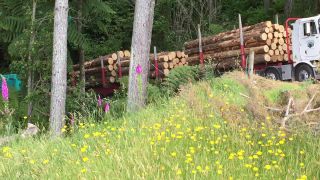 Link to Video | renewable resource, lumber, transport, raw material, trunk, color, Forstwirtschaft, wood, forestry, truck, land transport, forest, New Zealand