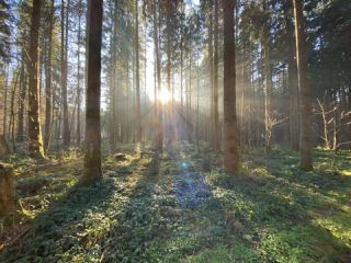 Link to Photo | November, photograph, December, winter, coniferous forest, Allgäu, solar radiation, Germany, sunlight, amateur photography, commercial forest, Europe, forest bathing, 2024, Sun, Fichtenwald, nature, Bavaria