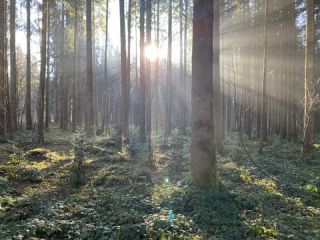 Link to Photo | November, photograph, December, winter, coniferous forest, Allgäu, solar radiation, Germany, sunlight, amateur photography, commercial forest, Europe, forest bathing, 2024, Sun, Fichtenwald, nature, Bavaria