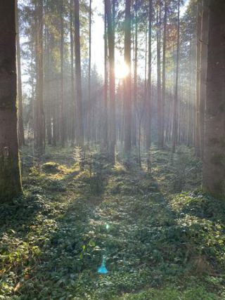 Link to Photo | November, photograph, December, winter, coniferous forest, Allgäu, solar radiation, Germany, sunlight, amateur photography, commercial forest, Europe, forest bathing, 2024, Sun, Fichtenwald, nature, Bavaria