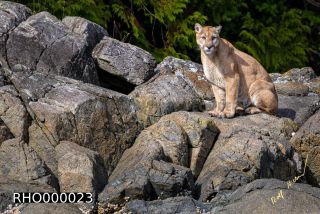 Link to Photo | fauna, mammal, autumn, rock, Canada, Vancouver Island, British Columbia, British Columbia, September 2017, wildlife, Felidae, 2017, Carnivora, predator, cougar, North America, Gilford Island, day, nature, digital color photograph
