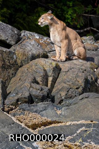 Link to Photo | fauna, mammal, autumn, rock, Canada, Vancouver Island, British Columbia, British Columbia, September 2017, wildlife, Felidae, 2017, Carnivora, predator, cougar, North America, Gilford Island, day, nature, digital color photograph