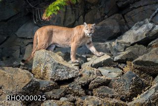 Link to Photo | fauna, mammal, autumn, rock, Canada, Vancouver Island, British Columbia, British Columbia, September 2017, wildlife, Felidae, 2017, Carnivora, predator, cougar, North America, Gilford Island, day, nature, digital color photograph
