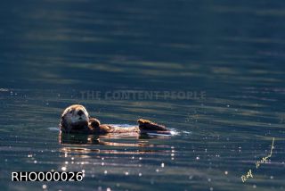Link to Photo | fauna, marine animal, mammal, Canada, sea, Vancouver Island, British Columbia, Lutrinae, lake, wildlife, Carnivora, liquid water, sea otter, critically imperiled, animal, Pacific Ocean