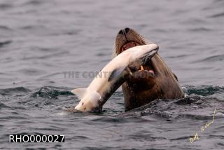 Link to Photo | Western Canada, Canada, British Columbia, wildlife, Carnivora, Pinnipedia, marine mammal, sea lion, Eumetopias jubatus, Steller's sea lion, animal, nature