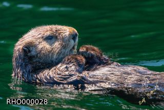 Link to Photo | fauna, marine animal, mammal, Canada, sea, Vancouver Island, British Columbia, Lutrinae, lake, wildlife, Carnivora, liquid water, sea otter, critically imperiled, animal, Pacific Ocean