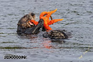 Link to Photo | fauna, marine animal, mammal, Canada, sea, Vancouver Island, British Columbia, Lutrinae, lake, wildlife, Carnivora, liquid water, sea otter, critically imperiled, animal, Pacific Ocean