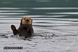 Link to Photo | fauna, marine animal, mammal, Canada, sea, Vancouver Island, British Columbia, Lutrinae, lake, wildlife, Carnivora, liquid water, sea otter, critically imperiled, animal, Pacific Ocean