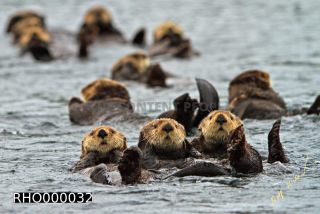 Link to Photo | fauna, marine animal, mammal, Canada, sea, Vancouver Island, British Columbia, Lutrinae, lake, wildlife, Carnivora, liquid water, sea otter, critically imperiled, animal, Pacific Ocean