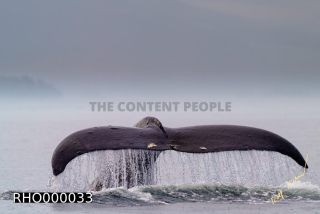 Link to Photo | fauna, mammal, Western Canada, humpback whale, experience, whale watching, Canada, sea, Mysticeti, Vancouver Island, whale, British Columbia, British Columbia, wildlife, attraction, Wildlife Observation, liquid water, marine mammal, North America, habitat, organism, animal, nature, wildlife observation, digital color photograph, wildlife watching, Pacific Ocean