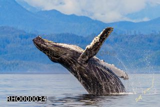 Link to Photo | fauna, mammal, Western Canada, humpback whale, experience, whale watching, Canada, sea, Mysticeti, Vancouver Island, whale, British Columbia, British Columbia, wildlife, attraction, Wildlife Observation, liquid water, marine mammal, North America, habitat, organism, animal, nature, wildlife observation, digital color photograph, wildlife watching, Pacific Ocean