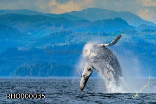 Link to Photo | fauna, mammal, Western Canada, humpback whale, experience, whale watching, Canada, sea, Mysticeti, Vancouver Island, whale, British Columbia, British Columbia, wildlife, attraction, Wildlife Observation, liquid water, marine mammal, North America, habitat, organism, animal, nature, wildlife observation, digital color photograph, wildlife watching, Pacific Ocean