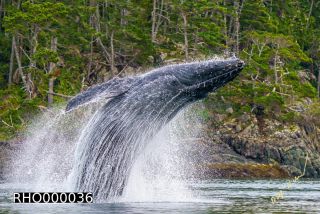 Link to Photo | fauna, mammal, Western Canada, humpback whale, experience, whale watching, Canada, sea, Mysticeti, Vancouver Island, whale, British Columbia, British Columbia, wildlife, attraction, Wildlife Observation, liquid water, marine mammal, North America, habitat, organism, animal, nature, wildlife observation, digital color photograph, wildlife watching, Pacific Ocean