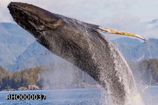 Link to Photo | fauna, mammal, Western Canada, humpback whale, experience, whale watching, Canada, sea, Mysticeti, Vancouver Island, whale, British Columbia, British Columbia, wildlife, attraction, Wildlife Observation, liquid water, marine mammal, North America, habitat, organism, animal, nature, wildlife observation, digital color photograph, wildlife watching, Pacific Ocean