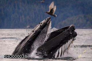 Link to Photo | fauna, mammal, Western Canada, humpback whale, experience, whale watching, Canada, sea, Mysticeti, Vancouver Island, whale, British Columbia, British Columbia, wildlife, attraction, Wildlife Observation, liquid water, marine mammal, North America, habitat, organism, animal, nature, wildlife observation, digital color photograph, wildlife watching, Pacific Ocean