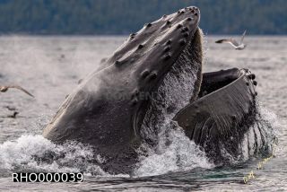 Link to Photo | fauna, mammal, Western Canada, humpback whale, experience, whale watching, Canada, sea, Mysticeti, Vancouver Island, whale, British Columbia, British Columbia, wildlife, attraction, Wildlife Observation, liquid water, marine mammal, North America, habitat, organism, animal, nature, wildlife observation, digital color photograph, wildlife watching, Pacific Ocean