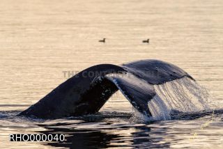 Link to Photo | fauna, mammal, Western Canada, humpback whale, experience, whale watching, Canada, sea, Mysticeti, Vancouver Island, whale, British Columbia, British Columbia, wildlife, attraction, Wildlife Observation, liquid water, marine mammal, North America, habitat, organism, animal, nature, wildlife observation, digital color photograph, wildlife watching, Pacific Ocean