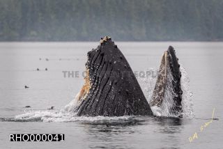 Link to Photo | fauna, mammal, Western Canada, humpback whale, experience, whale watching, Canada, sea, Mysticeti, Vancouver Island, whale, British Columbia, British Columbia, wildlife, attraction, Wildlife Observation, liquid water, marine mammal, North America, habitat, organism, animal, nature, wildlife observation, digital color photograph, wildlife watching, Pacific Ocean